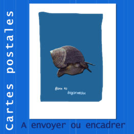 Présentation CP bigorneau