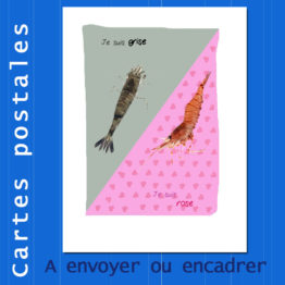 Présentation CP crevettes
