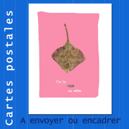 Présentation CP raie